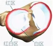 打卡明星同款帕梅拉后膝盖疼?一定要小心半月板损伤