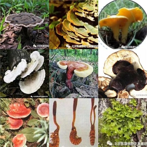 ���ơ��������ƺ��������߻�����ʲô����